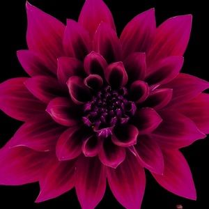 Meet your Posher, Tawana